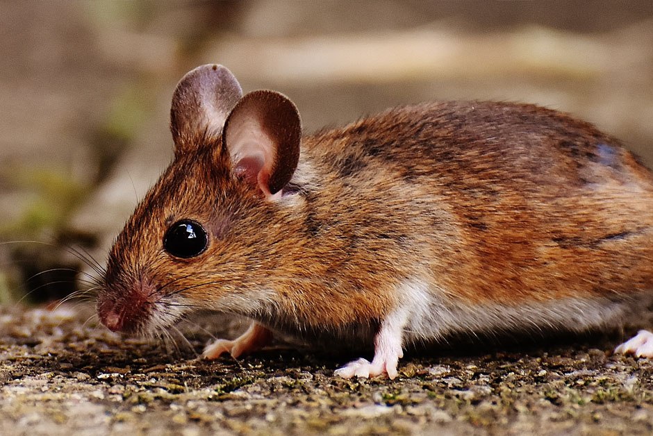 Mice Pest Control